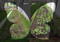 butterfly garden as before & after 2