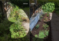 butterfly garden as before & after 4