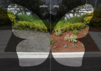 butterfly garden as before & after 9